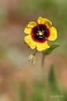 Geflecktes Sandröschen (Tuberaria guttata)